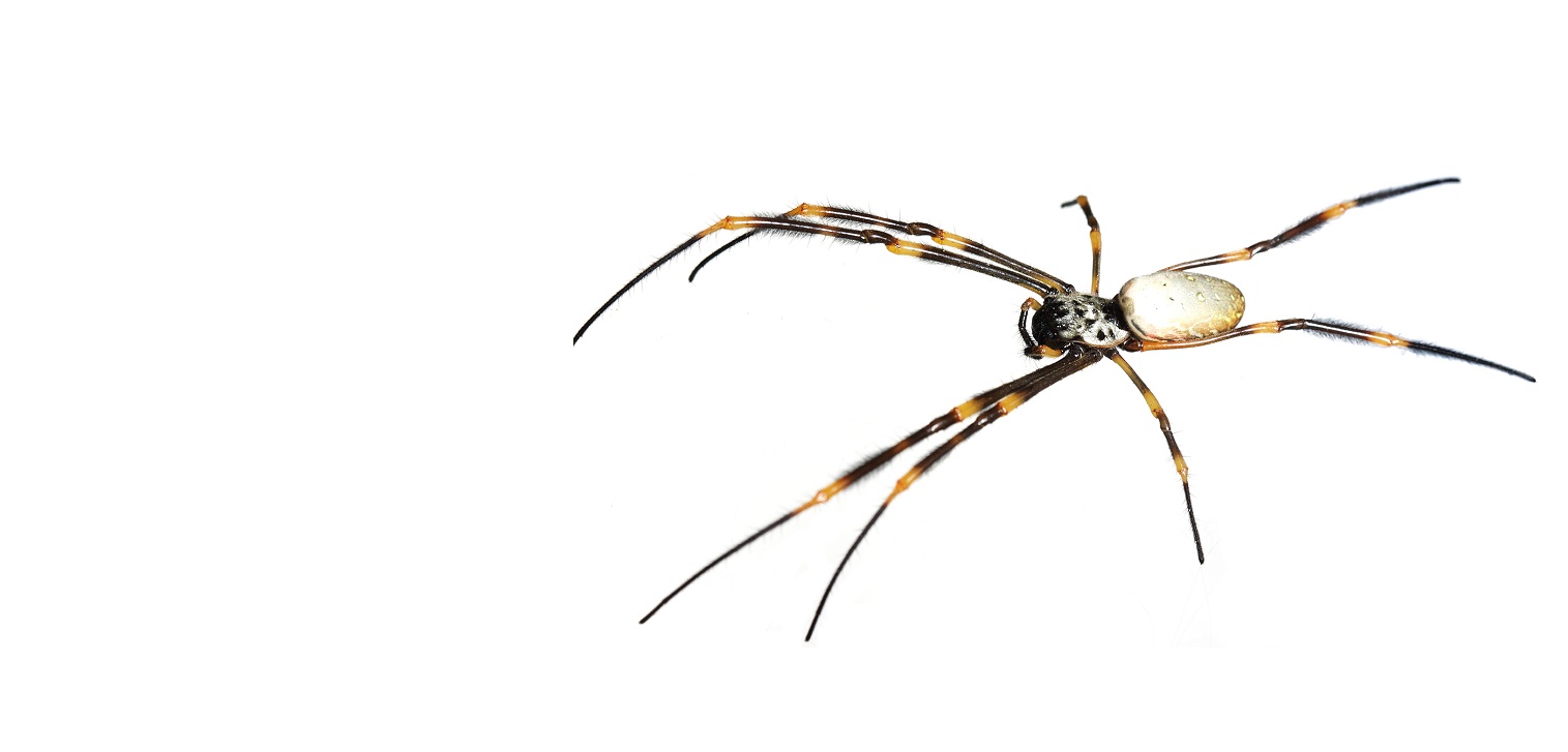 orbspider